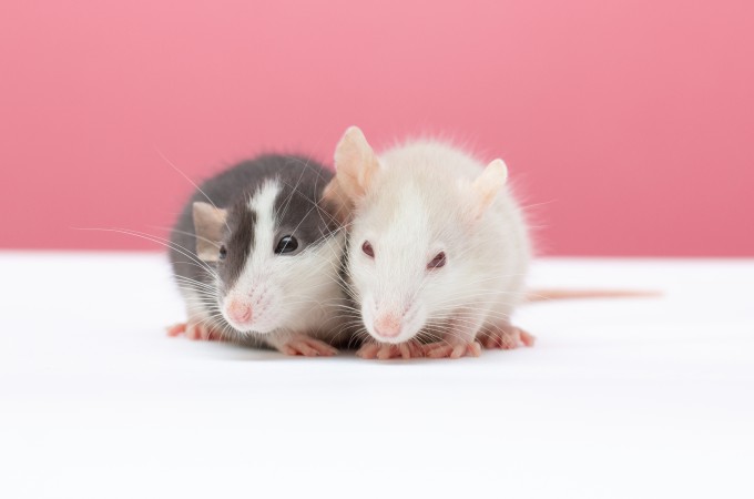 제목: 암 걸린 쥐에 인간 분변 이식하자 치료효과 ‘업’