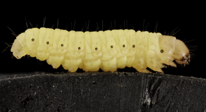 제목: 비닐봉지 하루면 분해… ‘플라스틱 먹는 애벌레’ 비밀 찾았다