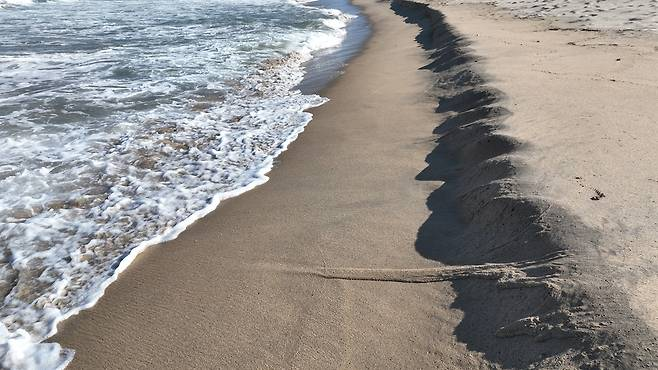 제목: 동해안 해변에 퍼지는 ‘톱니바퀴 자국’… 전문가 “매우 이례적”