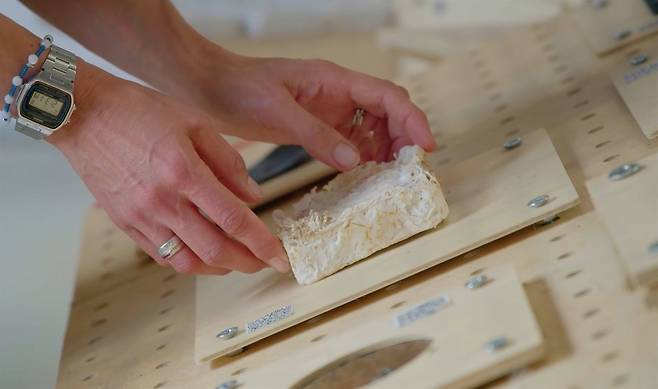 제목: 곰팡이로 집을 짓다니… 세계 곳곳에서 벌어지는 신기한 일들 [ESG 세상]